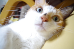 きょとん