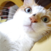 きょとん