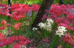 紅の中の白