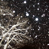 夜の降雪