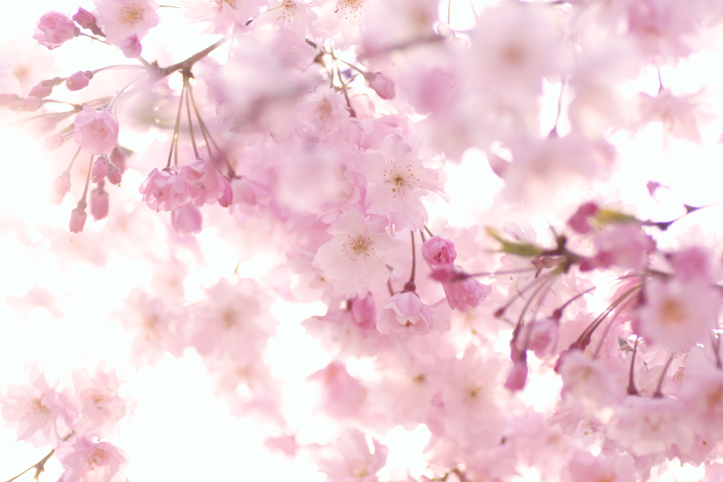 sakura　桜