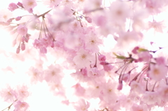 sakura　桜