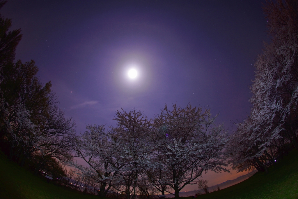 夜桜