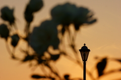 夕暮れに霞む薔薇