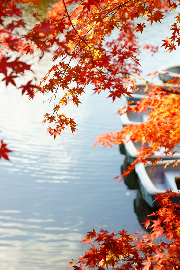 紅葉を前に乗る人を待つボート