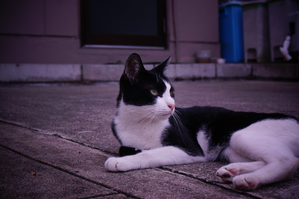 近所のねこちゃん