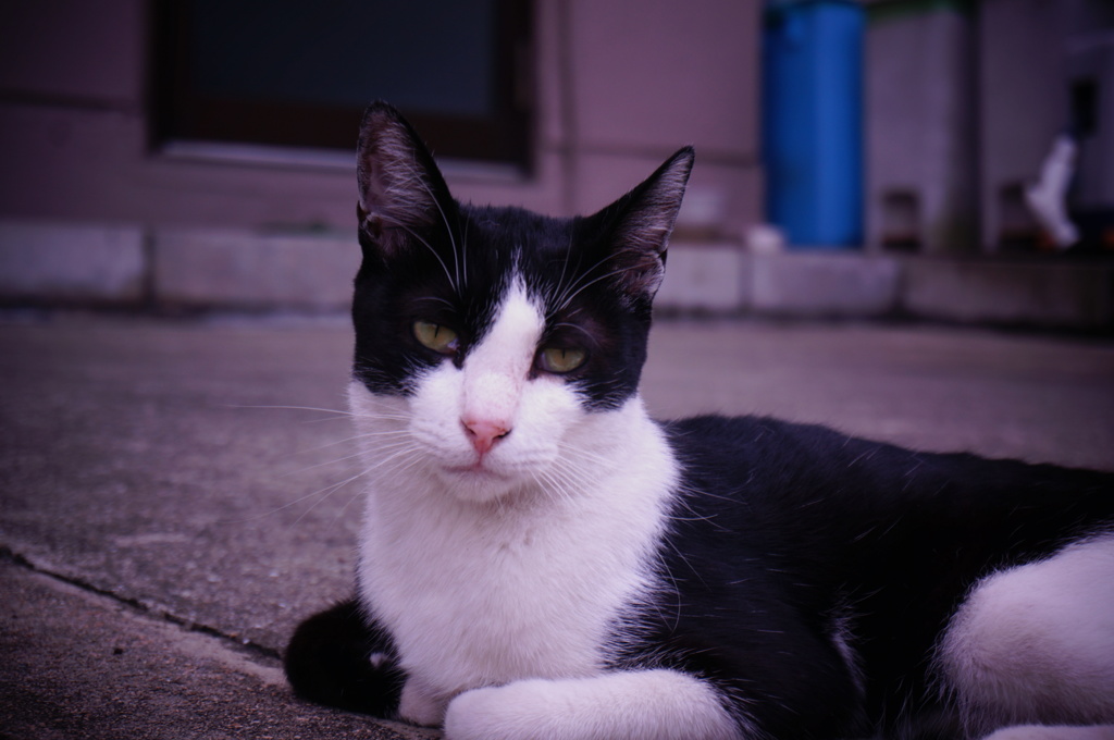 近所のねこちゃん