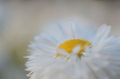 DSC_2534_013