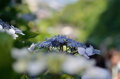 鎌倉2014_1