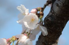 DSC_2524_011