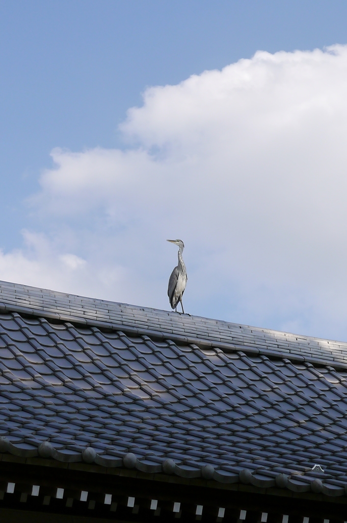 屋根の上暑すぎ。