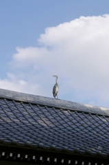 屋根の上暑すぎ。