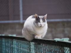 フェンスの上で