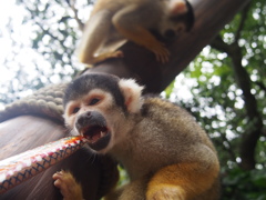 シャボテン公園にて