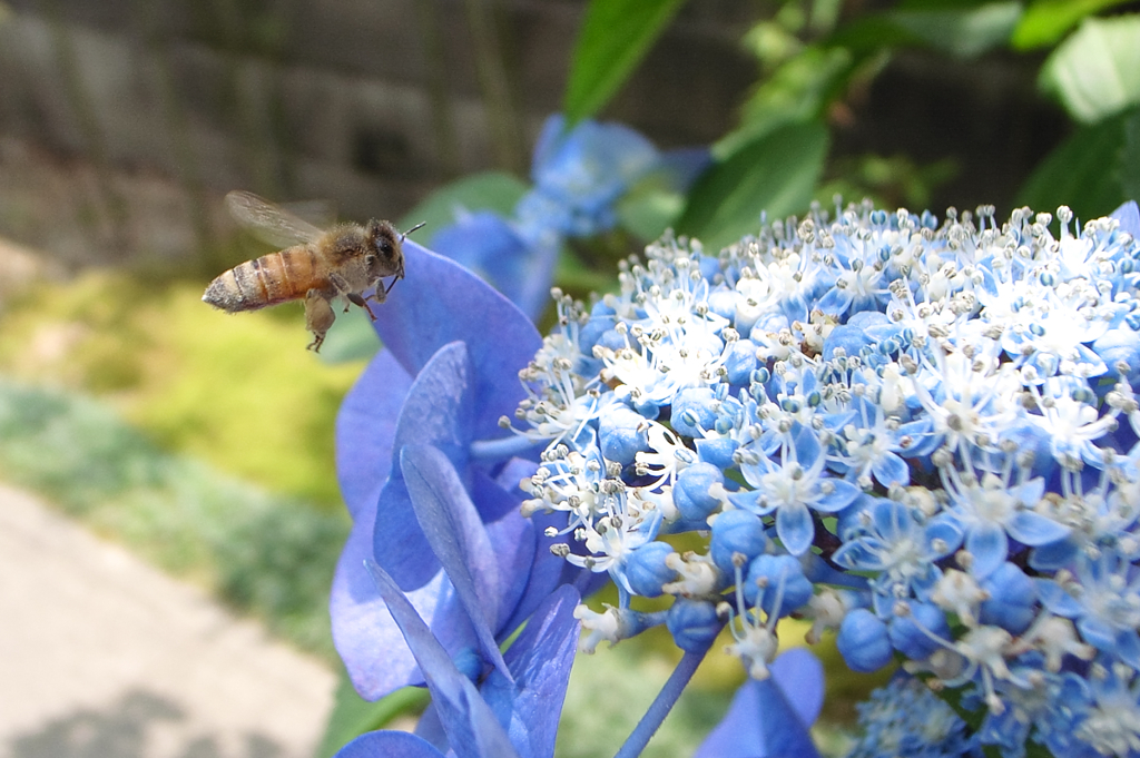 蜜を求めて