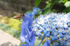 蜜を求めて
