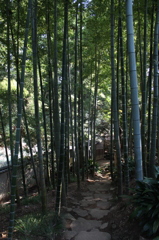 竹の道