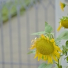 「夏の終わりに」　～教会にて～