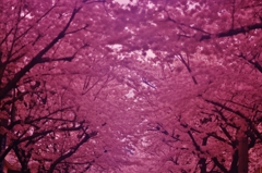 桜並木　～ノクトーン開放の世界～　招　福之助さんへ贈ります