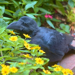 「ハシブトカラスのカーくん」　～小鳥を愛する会のbluekonaさんへ～