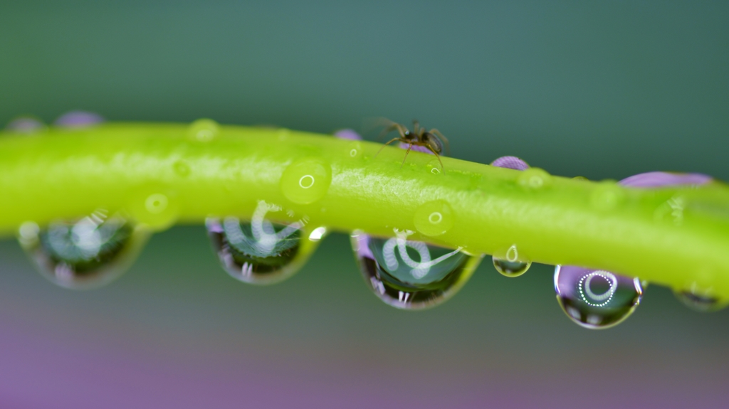 「雨の中をゆく蜘蛛」