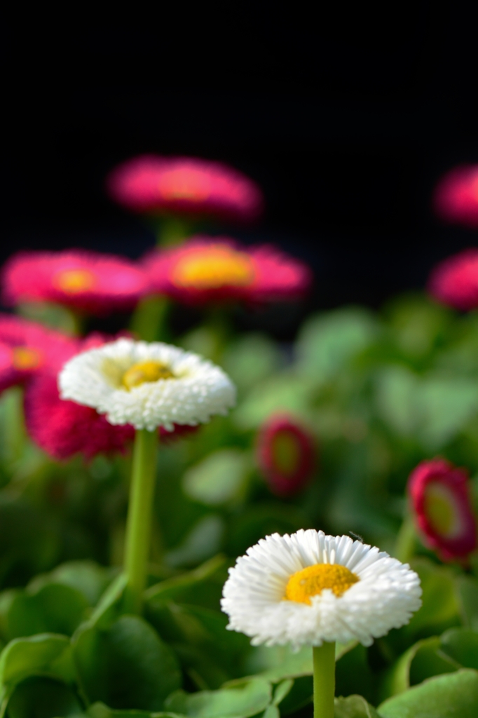 Miss　Daisy　～Bellis perennis～