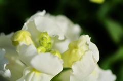 いつも素敵な花切手の世界へ誘ってくれる　T.SEKINEさんへ