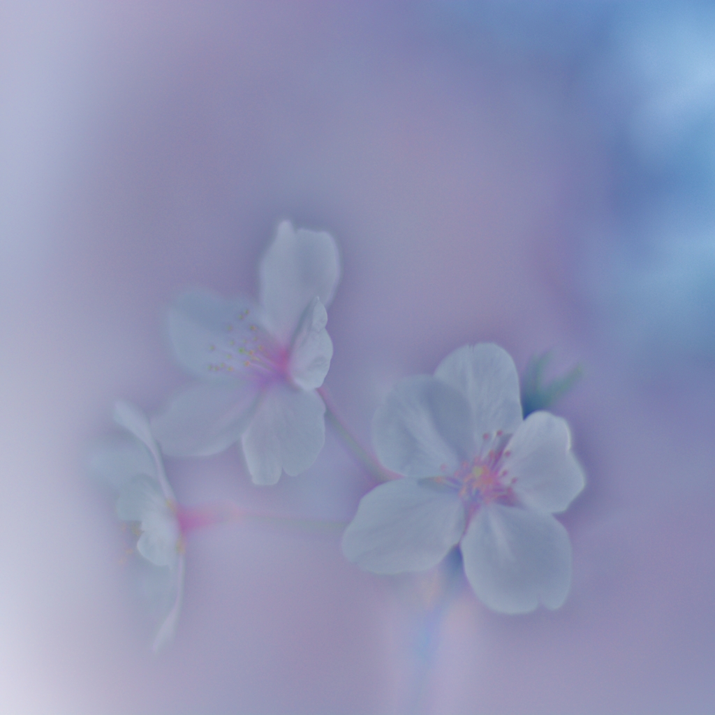 「明日ありと思う心の仇桜（あだざくら）」
