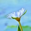 「清楚」