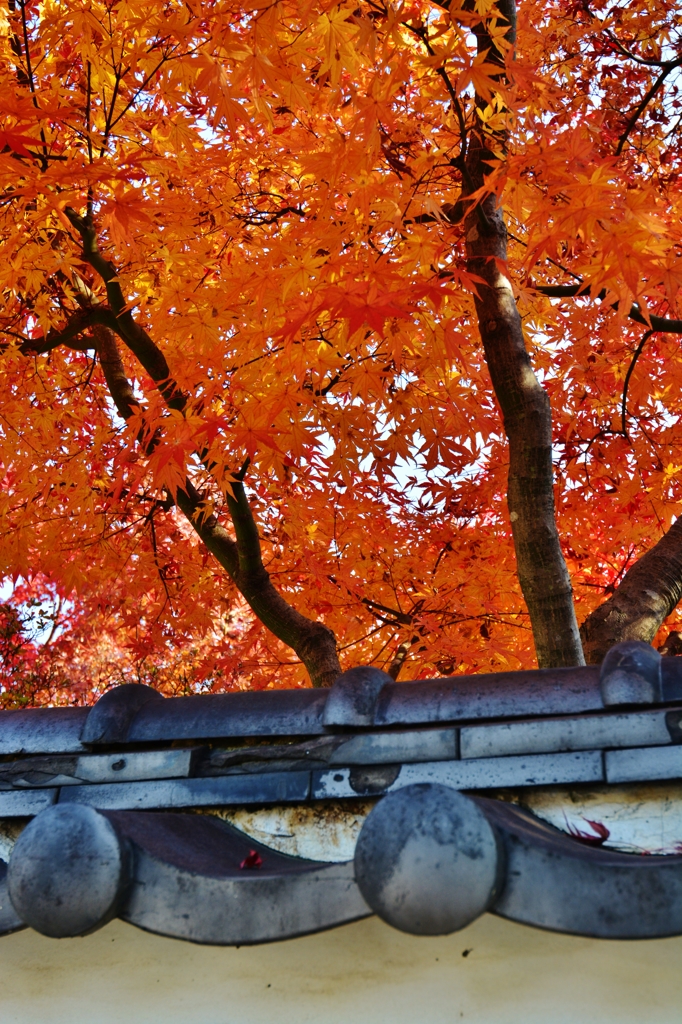 紅葉の見頃は晩秋
