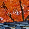 紅葉の見頃は晩秋