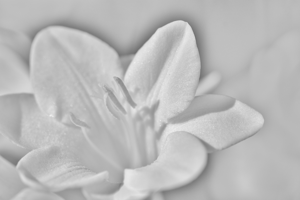 いつも素敵な花切手の世界へ誘ってくれる　T.SEKINEさんへ