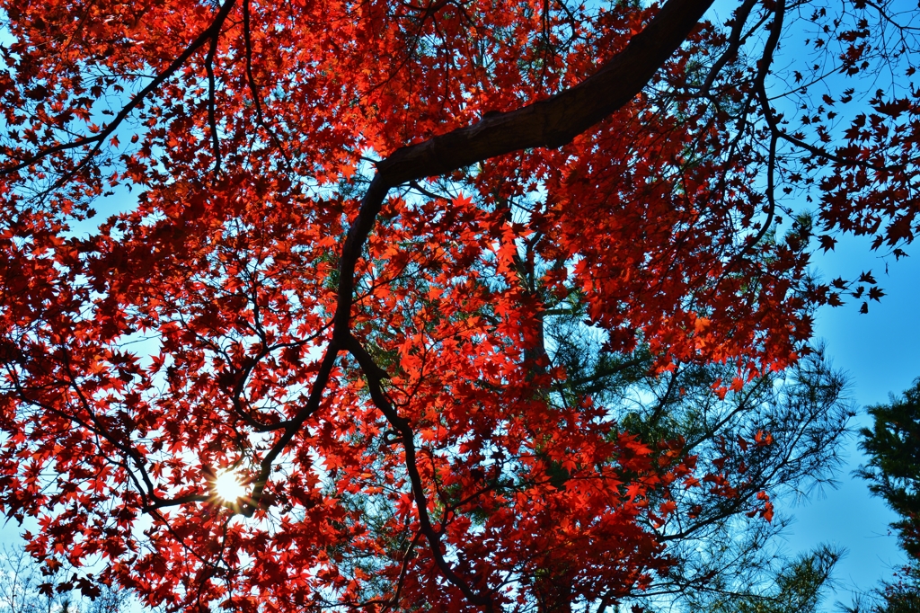 紅のおもひで