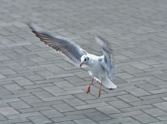 着地するユリカモメ