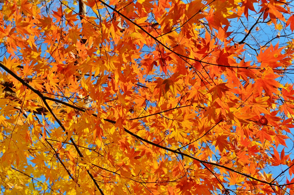 天龍寺の紅葉　～京都嵐山晩秋紀行～