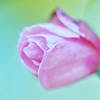 「春に咲く薔薇」