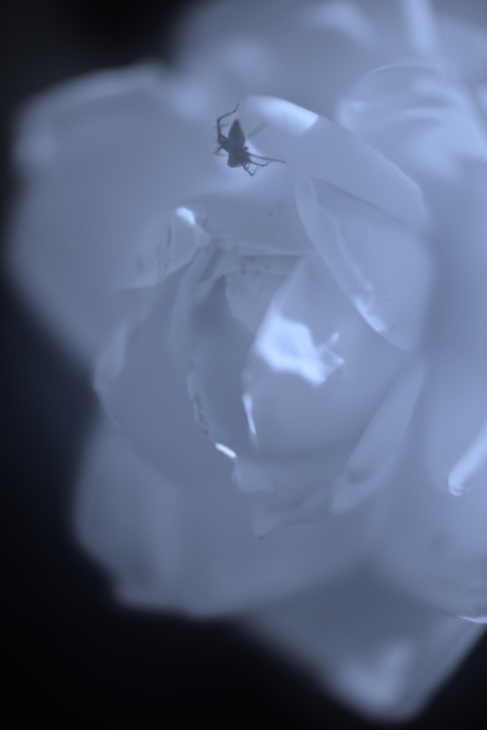 「薔薇と蜘蛛」