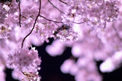 「夜桜」　其の三