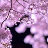 「夜桜」　其の三