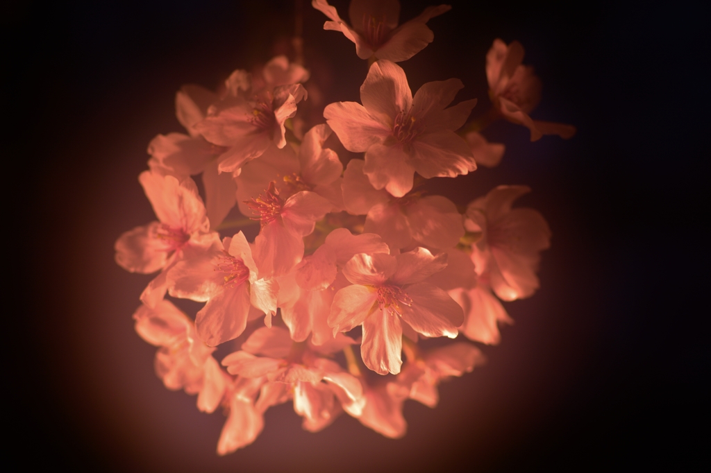 「夜桜」