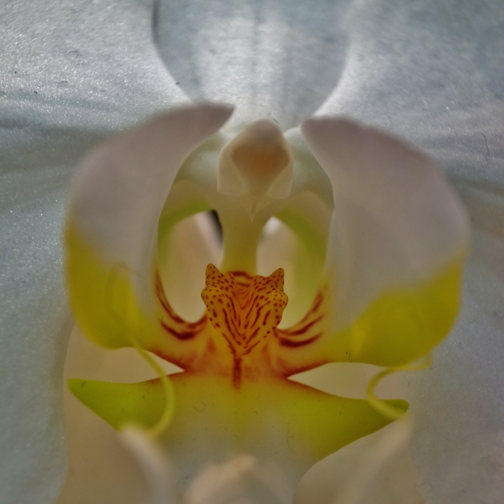 花カマキリ