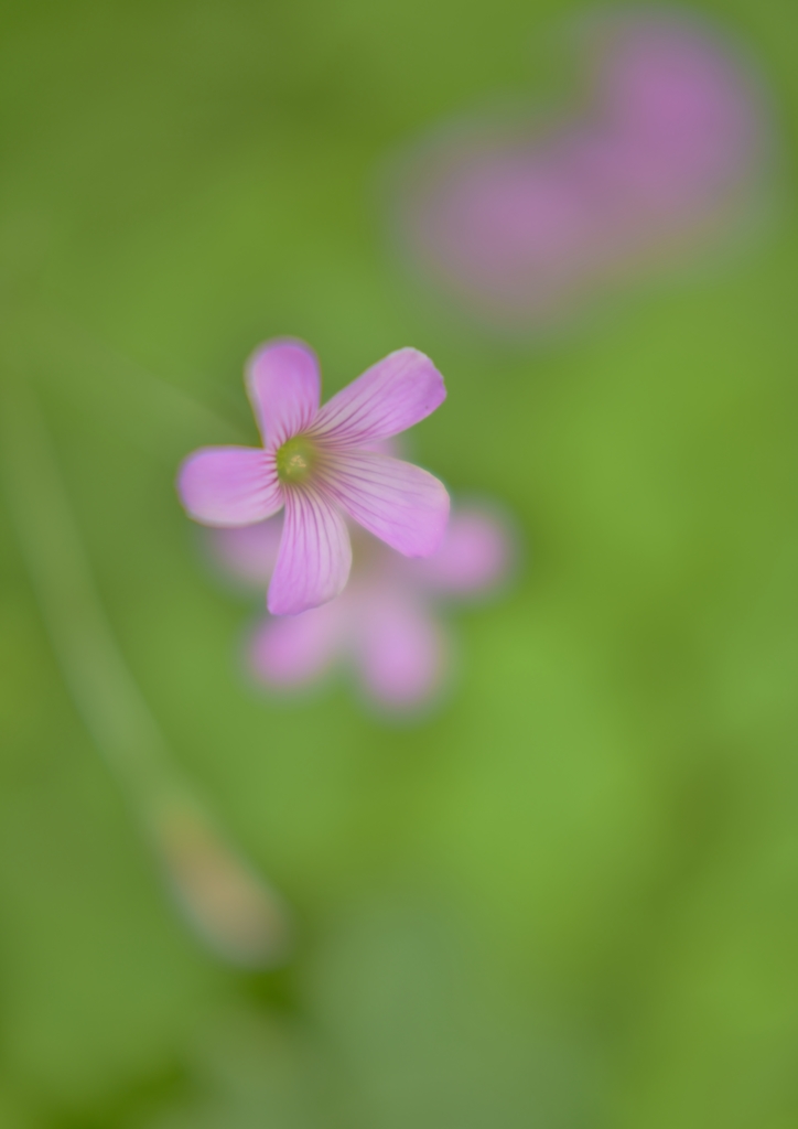 「ちっちゃいはなくらぶ」　～庭にひっそりと花開く～