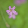 「ちっちゃいはなくらぶ」　～庭にひっそりと花開く～