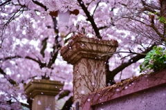 「刹那の桜」