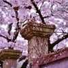「刹那の桜」
