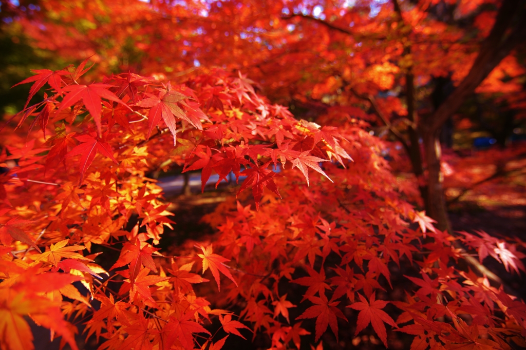 紅模様　（くれないもよう）　～其ノ二～