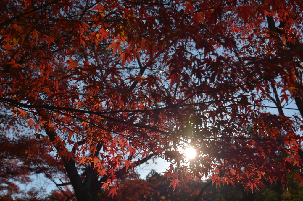 紅模様　（くれないもよう）～其の壱～