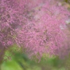 煙の木 (Smoke tree.)って何 ?