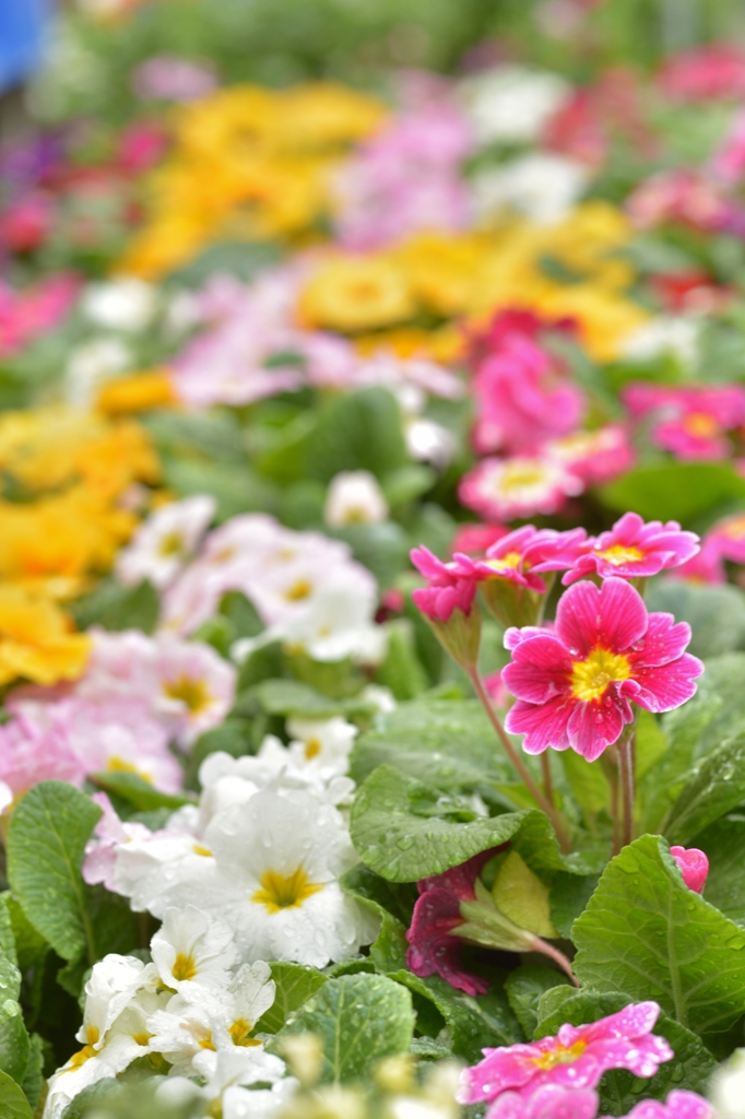 ジュリアンのお花畑 冬の花が少ない時期に咲き誇る By Kodachrome64 Id 写真共有サイト Photohito