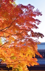 紅葉する南禅寺